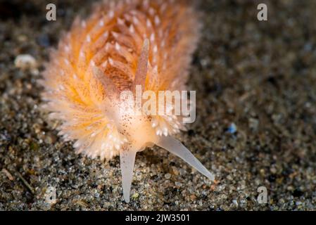 Nudibranch de saumon sous l'eau du fleuve Saint-Laurent Banque D'Images