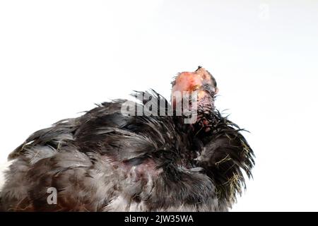 Pigeon avec infection de poxvirus aviaire, maladie de pigeon Banque D'Images