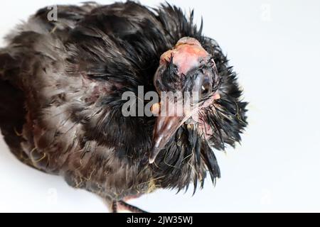 Pigeon avec infection de poxvirus aviaire, maladie de pigeon Banque D'Images