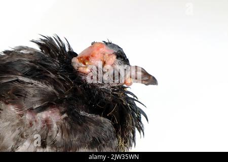 Pigeon avec infection de poxvirus aviaire, maladie de pigeon Banque D'Images