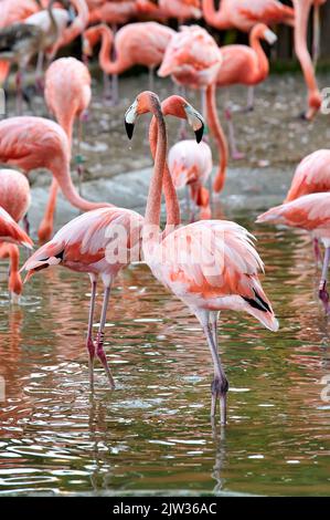 Flamants avec leurs jambes dans l'eau de l'étang avec plus de flamants qui les entourent Banque D'Images