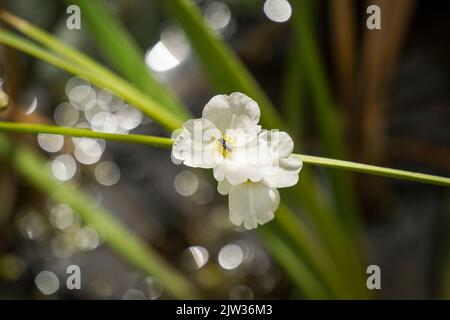 Épée à feuilles de bêche, burhead rampant, Echinodorus cordifolius, plante aquatique dans l'étang, Espagne. Banque D'Images