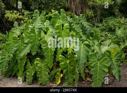 Grande plante de jungle à Hawaï. Banque D'Images