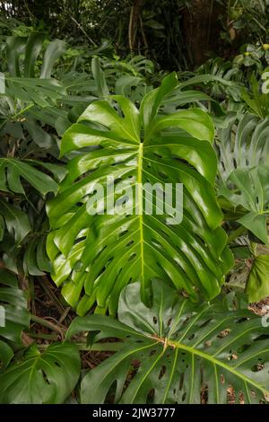 Grande plante de jungle à Hawaï. Banque D'Images