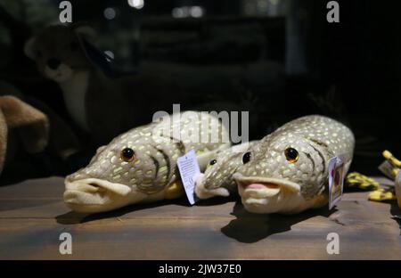Jouets en peluche de pêche à l'anguille vendus dans la boutique de souvenirs de l'hôtel spa Järvisydän, Rantasalmi, Finlande. Banque D'Images