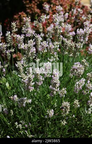 Lavande blanche à feuilles étroites, Edelweiss Lavandula ou angustifolia White Banque D'Images