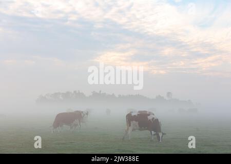 Un troupeau de vaches se broute sur une prairie froide et brumeuse par une journée nuageuse dans le village sud-néerlandais de Warmond, aux pays-Bas. Banque D'Images