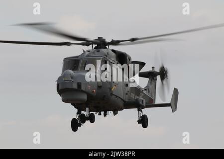 ZZ377, un AgustaWestland Wildcat HMA2 exploité par la Royal Navy, arrivant à RAF Fairford à Gloucestershire, en Angleterre, pour participer au Royal International Air Tattoo 2022 (RIAT 2022). Banque D'Images