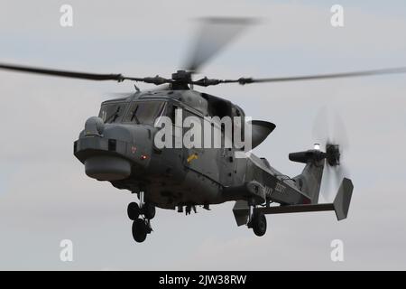 ZZ377, un AgustaWestland Wildcat HMA2 exploité par la Royal Navy, arrivant à RAF Fairford à Gloucestershire, en Angleterre, pour participer au Royal International Air Tattoo 2022 (RIAT 2022). Banque D'Images