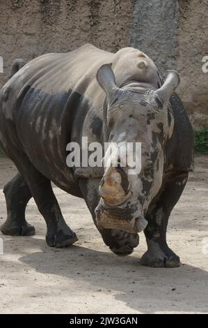 Rhinocéros blancs au safari Masai Mara Banque D'Images