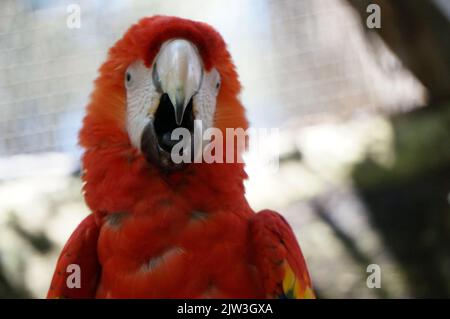 Macaw au zoo de Guadalajara Banque D'Images