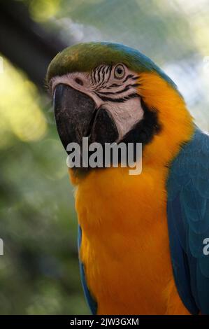 Macaw au zoo de Guadalajara Banque D'Images