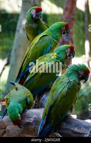 Macaw au zoo de Guadalajara Banque D'Images