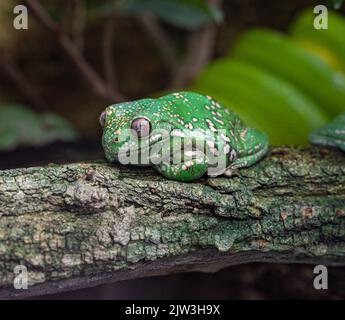 Grenouille d'arbre vert américain, Hyla cinerea, perchée sur une branche, sur un fond vert doux. Banque D'Images