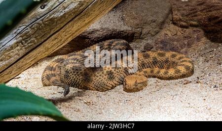 Vipère à cornes, vipère à long nez ou additionneur de sable commun (ammodytes Vipera) Banque D'Images