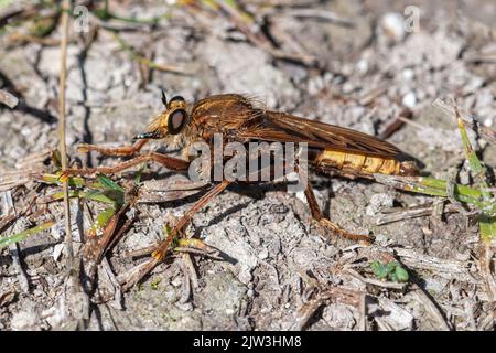 Hornet robberfly (Asilus crabroniformis), un schéma de hornet sur la craie du fond, Hampshire, Angleterre, Royaume-Uni Banque D'Images