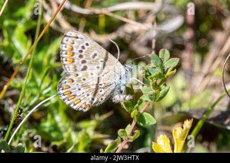 Femelle de l'argus brun (Aricia agestis) ponçant des œufs, Broughton Down, Hampshire, Angleterre, Royaume-Uni Banque D'Images