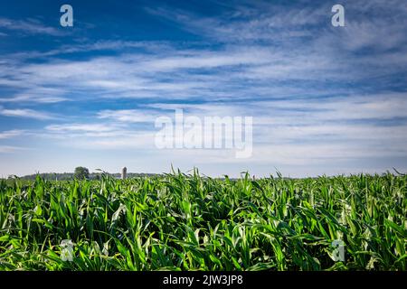 Une journée ensoleillée, avec des feuilles rouillées dans le vent, sur un champ de maïs du midwest près de Manitowoc, Wisconsin. Banque D'Images