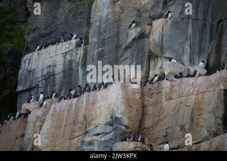 Colonie de Guillemots de Brünnich à la falaise d'oiseaux d'Alkefjellet. Il abrite plus de 60 000 paires de Brunnichs Guillemots. Hinloopen, Spitzberg, archipel de Svalbard, Banque D'Images