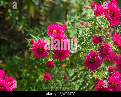 Violet en fleur Symphyotrichum novae-angliae, Nouvelle-Angleterre aster fleurs en plein soleil. Fond floral naturel. Banque D'Images