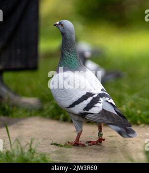 Un gros plan d'un pigeon en terre avec un arrière-plan flou de verdure et de pigeons Banque D'Images