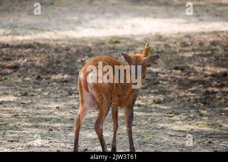 CUB de cerf au zoo de New Delhi. Banque D'Images