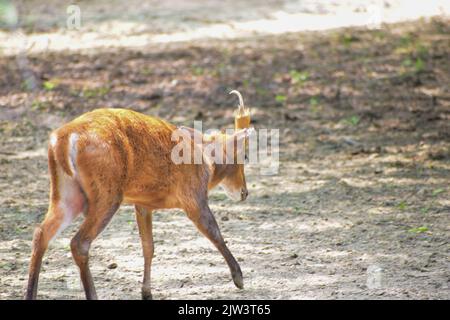 CUB de cerf au zoo de New Delhi. Banque D'Images