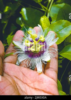 Portrait d'une fleur de tang blanche. Banque D'Images