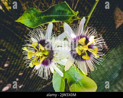 Portrait d'une fleur de tang blanche. Banque D'Images