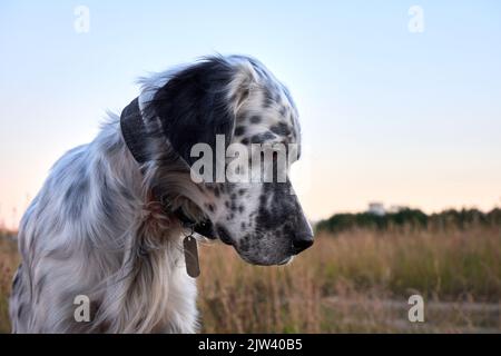 Portrait d'un compositeur anglais sur un fond de nature Banque D'Images