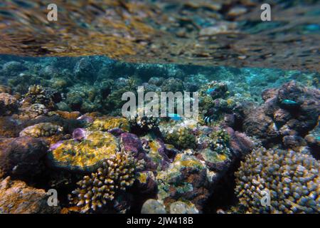 Corail, Grande barrière de corail, Australie. La Grande barrière de corail de l'Australie a diminué de 50 % au cours des 30 dernières années. Il affecte toutes les espèces de corail, à un Banque D'Images