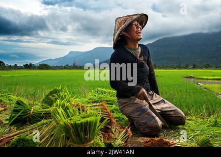 Femme travaillant dans la plantation de ricefiel près de Kiet Ngong, au Laos. Les méthodes de culture du riz accélèrent considérablement le changement climatique. Pour plus de 3 factures Banque D'Images