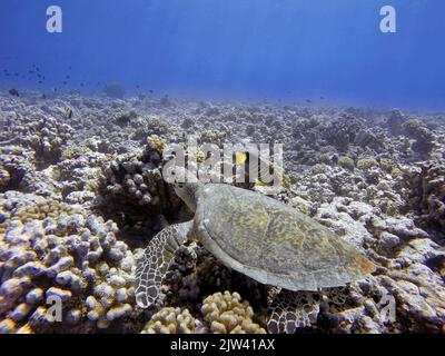 Nager avec des tortues de mer vertes et des poissons tropicaux à la Grande barrière de corail, en Australie. La Grande barrière de corail de l'Australie a diminué de 50 % dans les États de la mer Banque D'Images