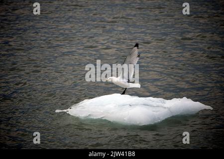 Moulinez sur une glace dans le glacier Margerie et le mont Fairweather dans le parc national de Glacier Bay Alaska USA. Fonte des glaciers. Les glaciers de l'Alaska ar Banque D'Images