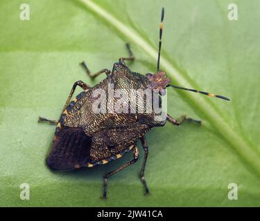 Le virus de la protection en bronze (Troilus luridus) repose sur la feuille de l'arbre. Tipperary, Irlande Banque D'Images