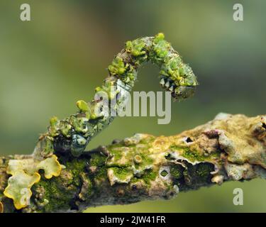 Chenille de la Moth de dentelle de Bruxelles (Cleorodes lichenaria) sur la branche couverte de lichen. Tipperary, Irlande Banque D'Images