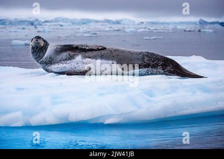 Portrait d'un phoque léopard, Hydrurga leptonyx, reposant sur un floe de glace. Fusion des pôles. L'Antarctique est le continent qui souffre le plus de glob Banque D'Images