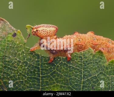 La chenille proéminente du fer (Notodonta dromedarius) se nourrissant sur la feuille. Tipperary, Irlande Banque D'Images