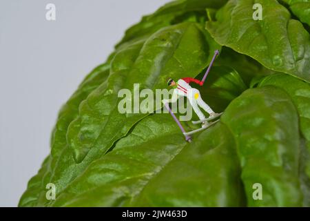 skieur sur une plante géante de basilic sur fond blanc, basilic mammouth, basilic napolitain, gros plan Banque D'Images