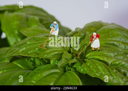 paysanne travaillant sur une plante géante de basilic sur fond blanc, basilic mammouth, basilic napolitain, macro photo Banque D'Images