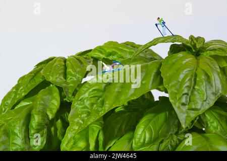 Skieur, accident de ski, sur une plante géante de basilic sur fond blanc, basilic mammouth, basilic napolitain, Banque D'Images