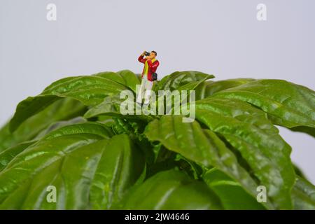 photographe sur une plante géante de basilic sur fond blanc, basilic mammouth, basilic napolitain, Banque D'Images