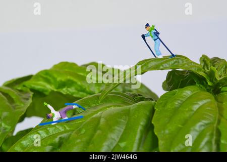 Skieur, accident de ski, sur une plante géante de basilic sur fond blanc, basilic mammouth, basilic napolitain, gros plan Banque D'Images