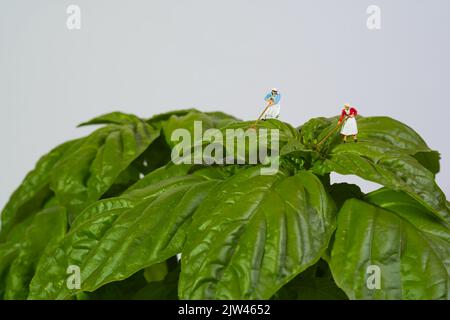 paysanne travaillant sur une plante géante de basilic sur fond blanc, basilic mammouth, basilic napolitain, Banque D'Images