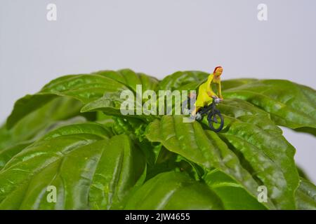 Femme avec un vélo sur une plante géante de basilic sur fond blanc, basilic mammouth, basilic napolitain, Banque D'Images