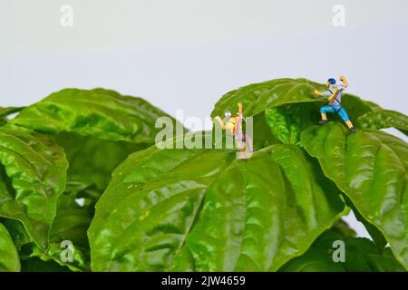 grimpez sur une plante géante de basilic sur fond blanc, basilic mammouth, basilic napolitain, Banque D'Images