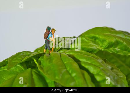 un randonneur avec un sac à dos sur une plante géante de basilic sur fond blanc, basilic mammouth, basilic napolitain, Banque D'Images