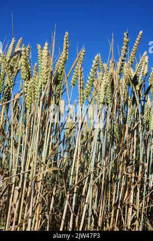 La récolte de blé d'été mûrissant au soleil se couche contre un ciel bleu clair Banque D'Images