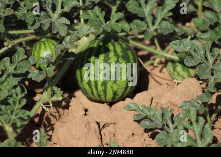 Pastèque et plante dans le sol. Croissance de petits fruits de pastèque sur terre. Banque D'Images