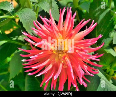 Variété de cactus Dahlia étoile frangée dans le jardin. Une des variétés les plus prétentieuses. Fleur simple avec pétales de couleur saumon et centre jaune, Banque D'Images